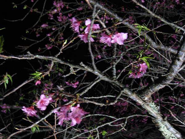 夜桜