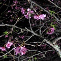 夜桜