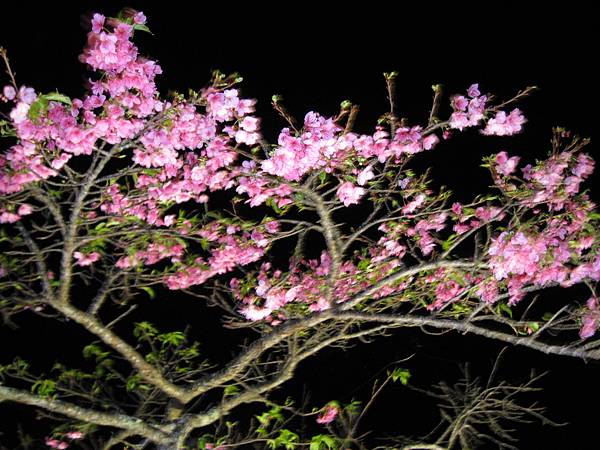 夜桜