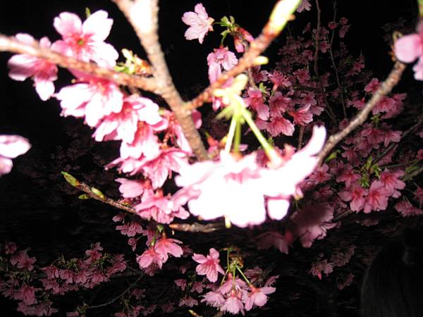 夜桜