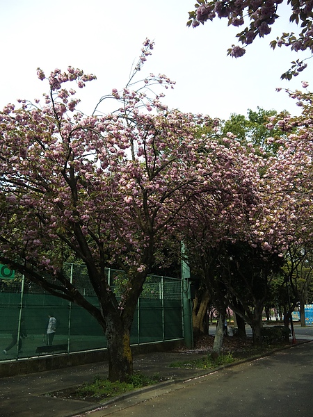 網球場旁的櫻花樹