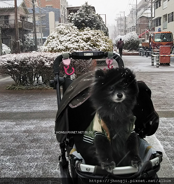 【隨便一拍】雪地集錦