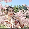 台中福壽山千櫻園2／12開園.jpg