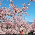 昭和櫻.jpg