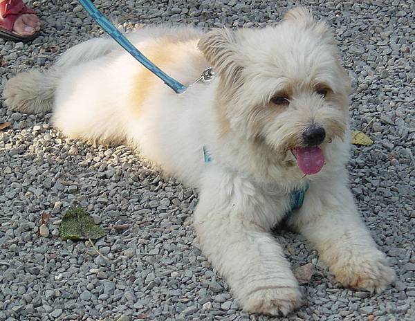 小皮在曾文青年活動中心