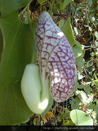 320px-Aristolochia.littoralis1web[1].jpg