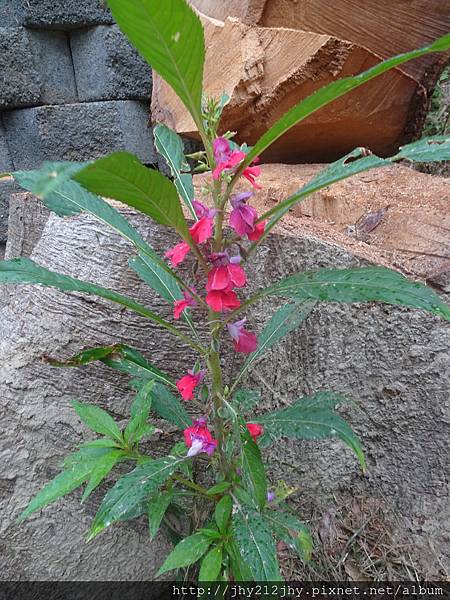 鳳仙花 指甲花 王叮噹新的日子jhy212jhy的部落格 痞客邦 鳳仙花 指甲花 王叮噹新的日子jhy212jhy的部落格 痞客邦