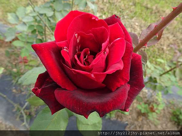 屏東縣九如 大花農場全台最大玫瑰花世界2018 3 14 王叮噹新的日子jhy212jhy的部落格 痞客邦