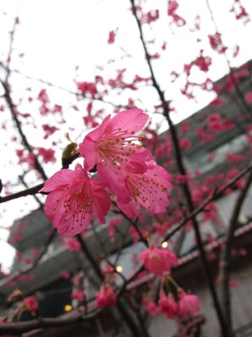 IMG_2729 (Small).JPG