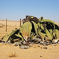 800px-Welwitschia_mirabilis(2).jpg