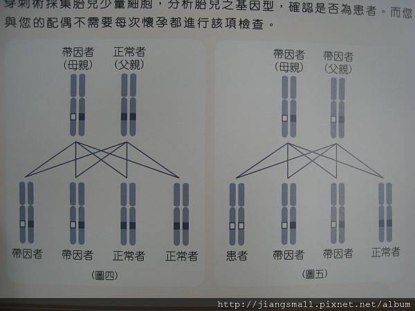 帶因者基因型-2