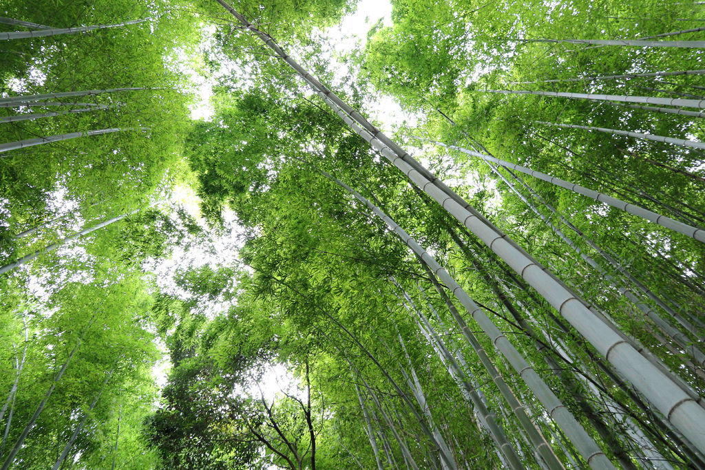 【京都景点】嵯峨野竹林.野宫神社。岚山必访