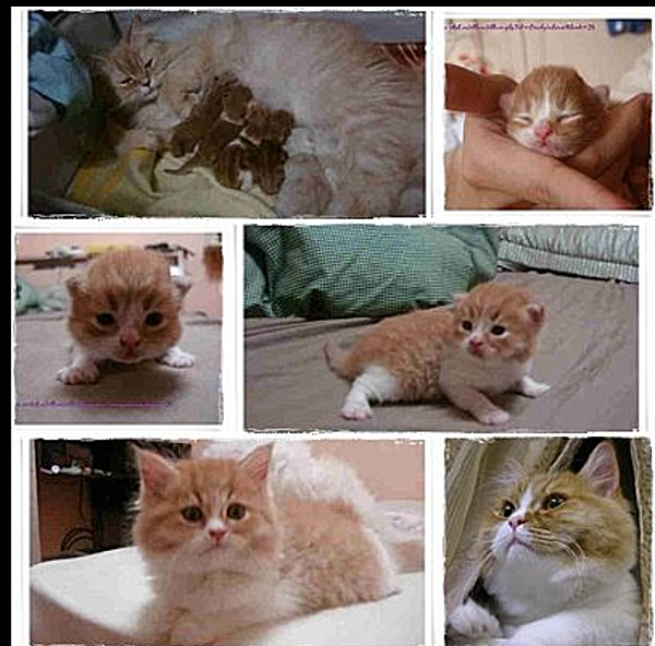 截圖 2021-07-26 下午4.58.00.png 截圖 2021-07-26 下午4.58.00.png