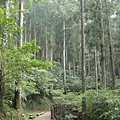 森林知性步道