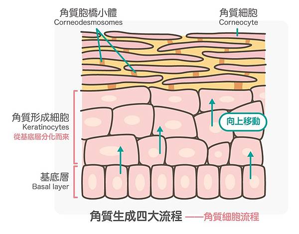 美白3角質_角質細胞流程.jpg