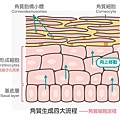 美白3角質_角質細胞流程.jpg