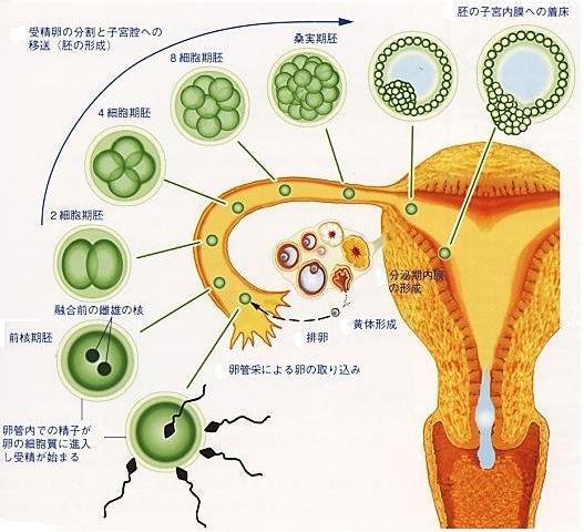 implantation