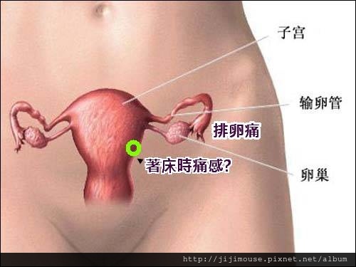 準備懷孕 驗到懷孕之前的種種徵兆 感覺記錄 Omama 痞客邦