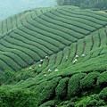 竹山 茶園