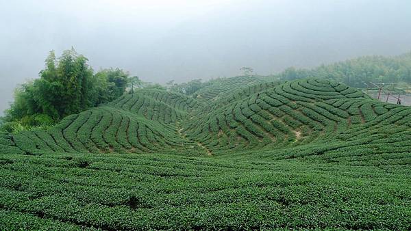 八卦茶園