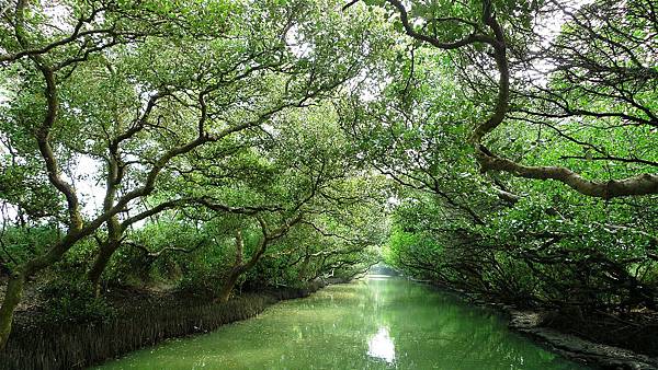 四草綠色隧道