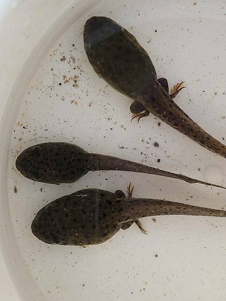 ※桃園親子景點※ 【農場/牧場】陽榮休閒農場 撈魚 釣青蛙 