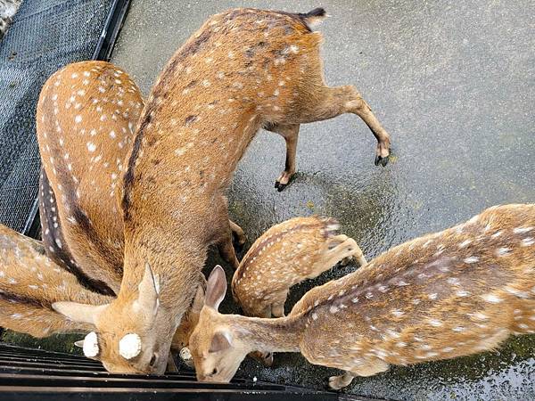 ※ 宜蘭縣冬山鄉 ※ 心心農家樂 不另外收費動物隨你餵 親近