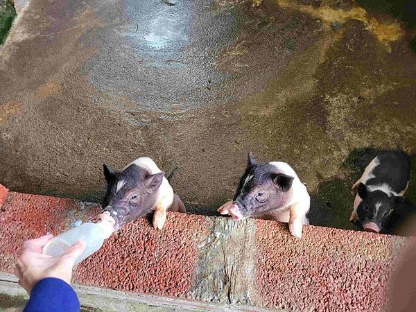 ※ 宜蘭縣冬山鄉 ※ 心心農家樂 不另外收費動物隨你餵 親近