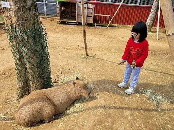 ※桃園市楊梅區※ 埔心牧場 萌萌村 遊園小火車 水豚寶寶