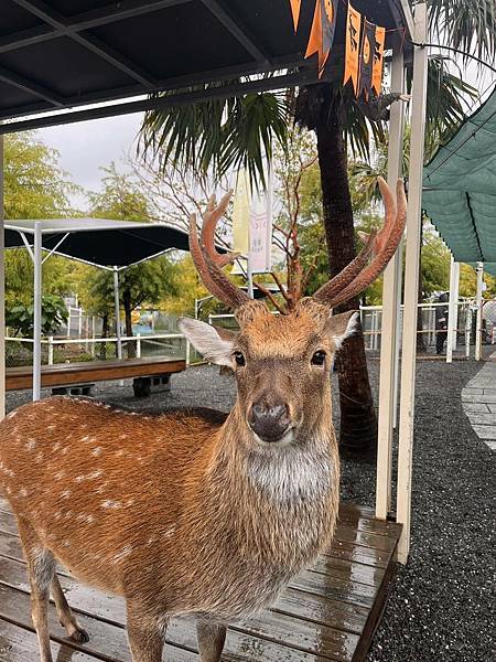 ※宜蘭縣冬山鄉※天使星夢渡假村 星夢森林劇場 FUN FUN