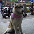 A vendor's dog @ Ban-ciao