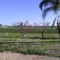 Peaches inside farm