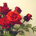 每個月11號的12朵紅瑰玫