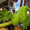 0410frusalad-herb1-ss.jpg