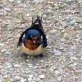 0508swallow1-2.jpg