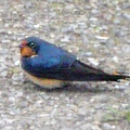 0508swallow1-4.jpg