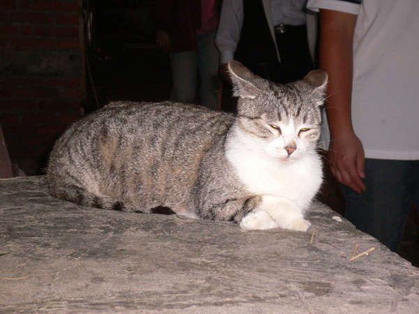 野貓??