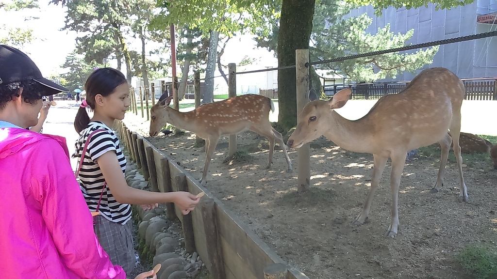 DSC_1186.JPG - 20150711-0719 京阪神奈夏日親子遊