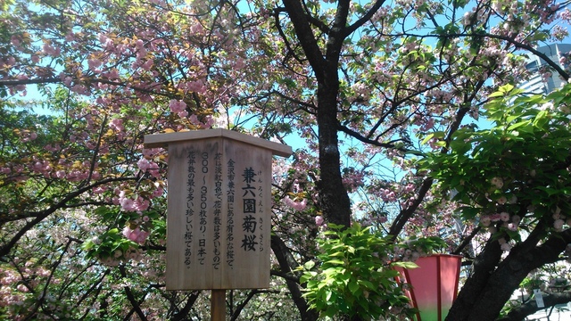 2014京阪神奈賞櫻六日行-Day 6 大阪造幣局（下）賦歸