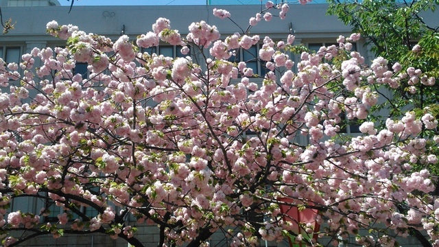 2014京阪神奈賞櫻六日行-Day 6 大阪造幣局（中）