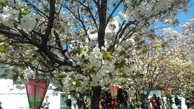 2014京阪神奈賞櫻六日行-Day 6 大阪造幣局（上）