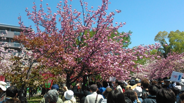 2014京阪神奈賞櫻六日行-Day 6 大阪造幣局（上）