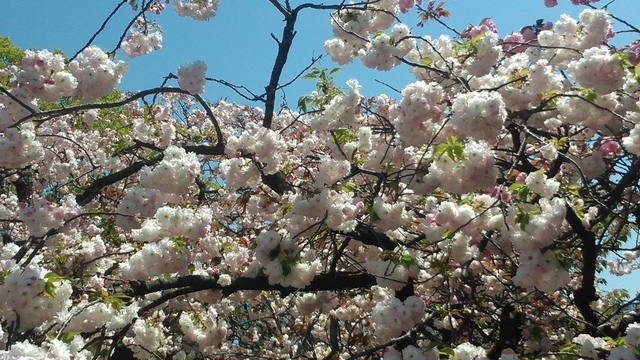 2014京阪神奈賞櫻六日行-Day 6 大阪造幣局（上）