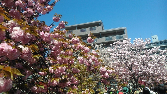 2014京阪神奈賞櫻六日行-Day 6 大阪造幣局（上）