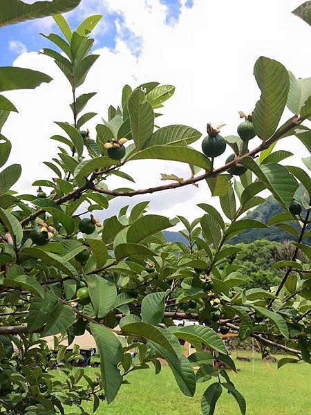 11800499_1046715338679634_4174751775272736499_n.jpg 11800499_1046715338679634_4174751775272736499_n.jpg