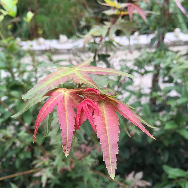 12036836_893074760777212_6850809362105773616_n.jpg 12036836_893074760777212_6850809362105773616_n.jpg