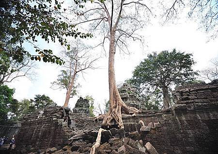 112-Ta Prohm 塔普倫寺.jpg