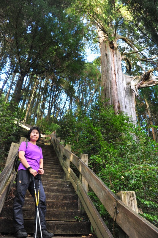 4-觀霧-檜山巨木群步道.JPG