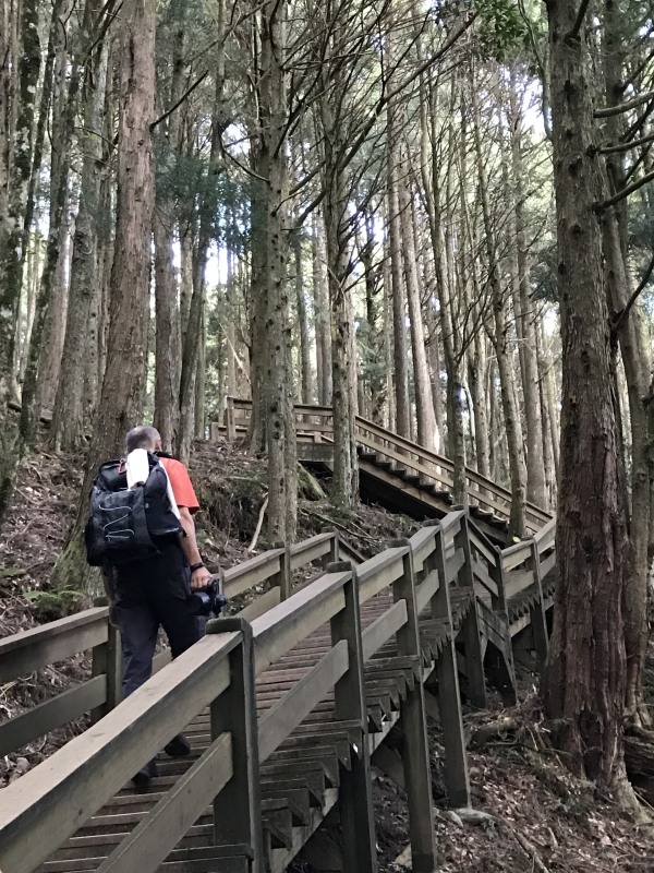 15-觀霧-檜山巨木群步道.JPG