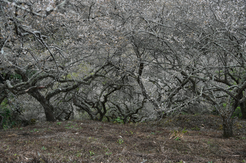 100-柳家梅園-往後山--_.JPG